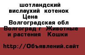 шотландский  вислаухий  котенок › Цена ­ 3 000 - Волгоградская обл., Волгоград г. Животные и растения » Кошки   